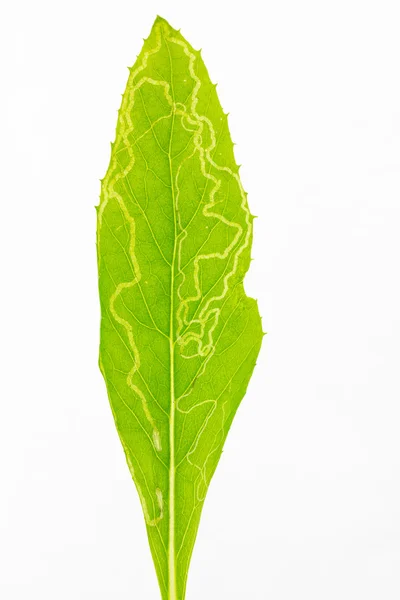 Yaprak zarar larva tarafından yapılması — Stok fotoğraf