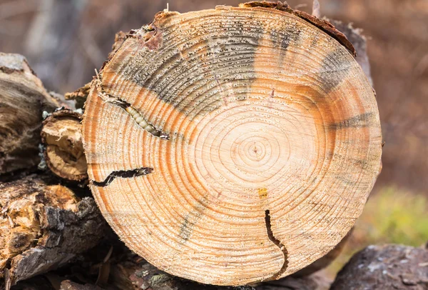 Ronde geleid Borer larve in grenen hout — Stockfoto