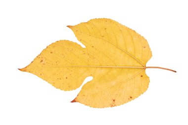 Ortanca yaprak üzerinde beyaz izole