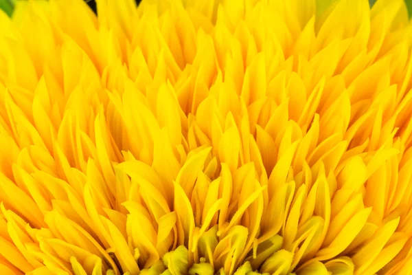 Ray flowers of yellow sunflower