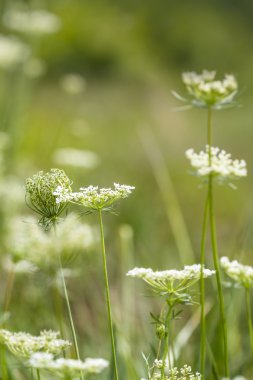 Çimenli tarlada daucus carota çiçekler.