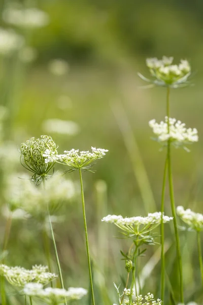 Daucus carota λουλούδια σε χορτώδους πεδίο. — Φωτογραφία Αρχείου