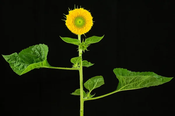 Sonnenblumenpflanze mit Blüte und Blättern — Stockfoto