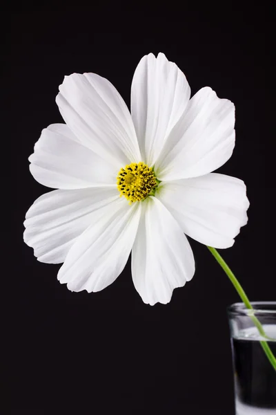 Cosmos de sonata branca com fundo escuro — Fotografia de Stock