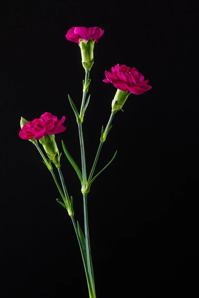 Mini róż na czarny — Zdjęcie stockowe