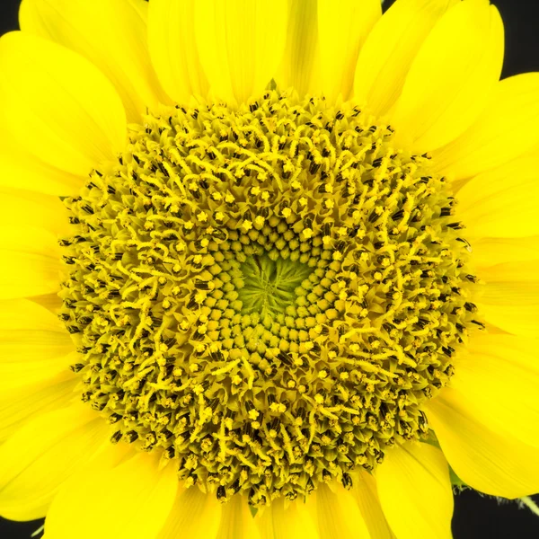 Sonnenblume aus nächster Nähe — Stockfoto