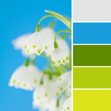 Leucojum flowers and color swatches clipart