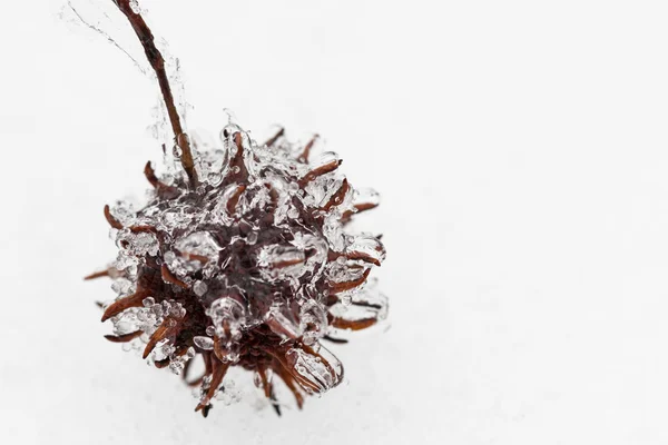 Seed capsule in ice