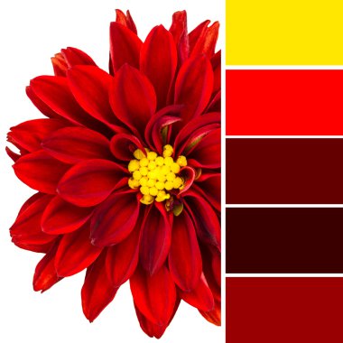 Red Dahlia and color swatches clipart