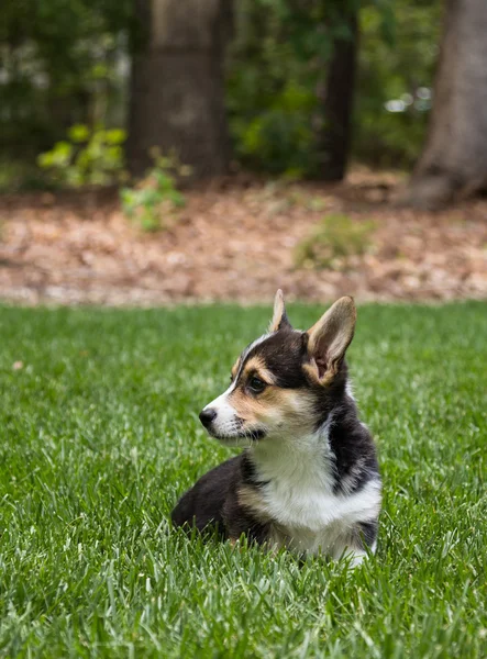 Genç corgi köpek dış