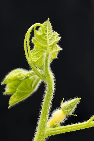 Dýňové víno a ovoce zblízka — Stock fotografie