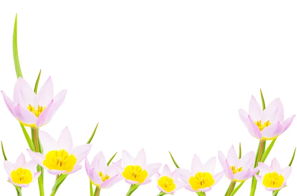 Tulip banner with copy space — Stock Photo, Image