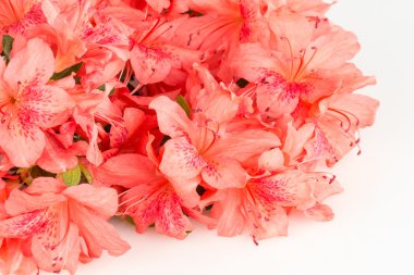 Somon rengi açelya çiçek