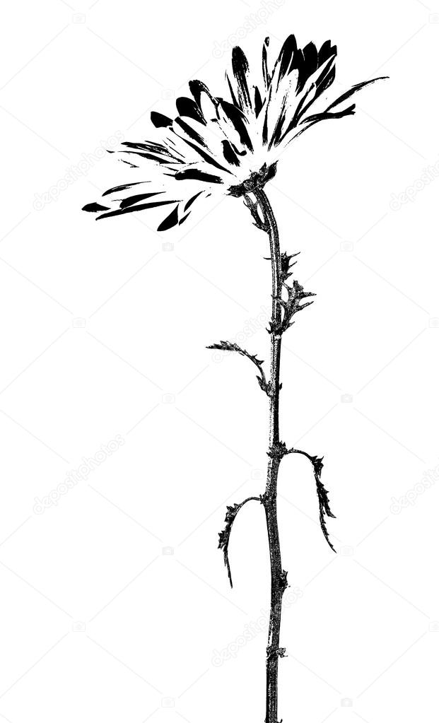 Black and white  daisy flower graphic