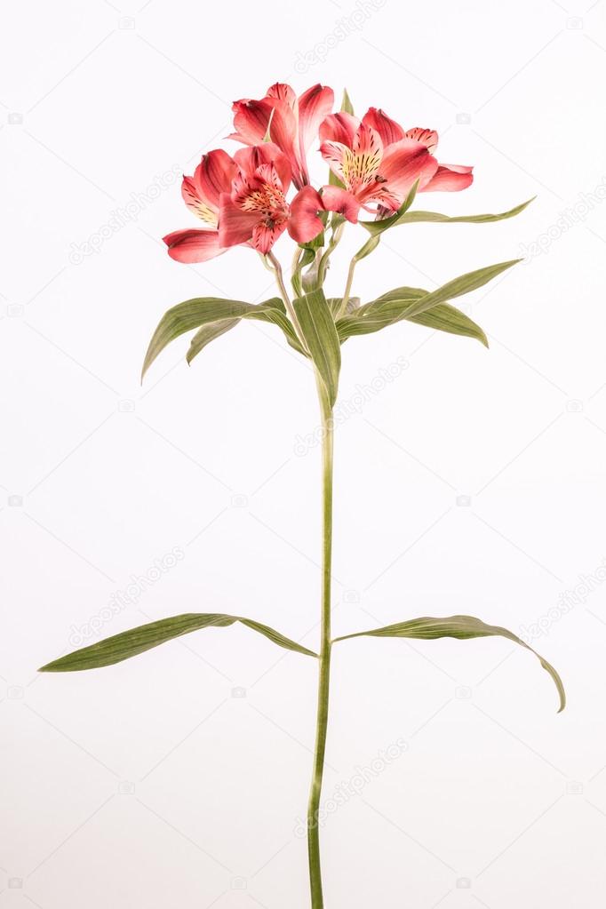 Alstroemeria flower with stem and leaves