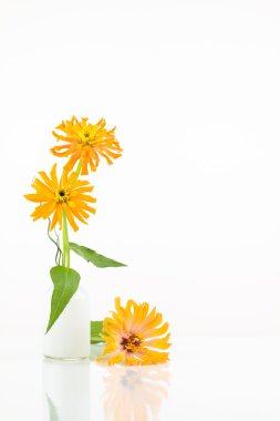 3 turuncu kaktüs çiçekli zinnia