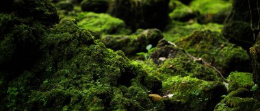 Güzel, parlak yeşil yosunlar büyüdü, pürüzlü taşları örttü. 