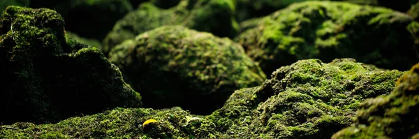 Piękny Zielony Mech Dorastał Przykryć Szorstkie Kamienie — Zdjęcie stockowe