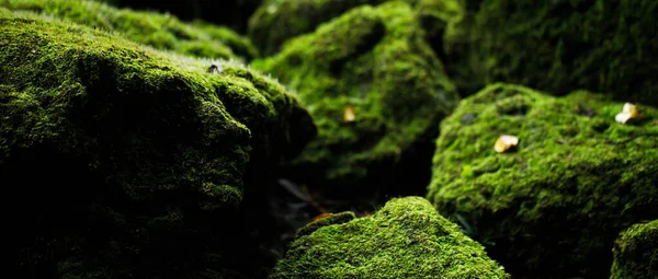 Hermoso Musgo Verde Brillante Crecido Cubrir Las Piedras Ásperas — Foto de Stock