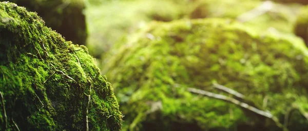 Красивий Яскраво Зелений Мох Вирощений Покриває Грубі Камені — стокове фото