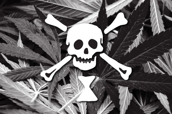 Bandeira do pirata Emanuel Wynn, sobre fundo de cannabis — Fotografia de Stock