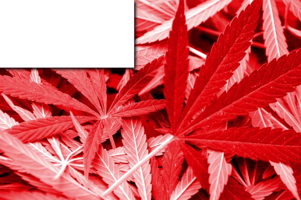 Vlag van Abu Dhabi, op cannabis achtergrond — Stockfoto