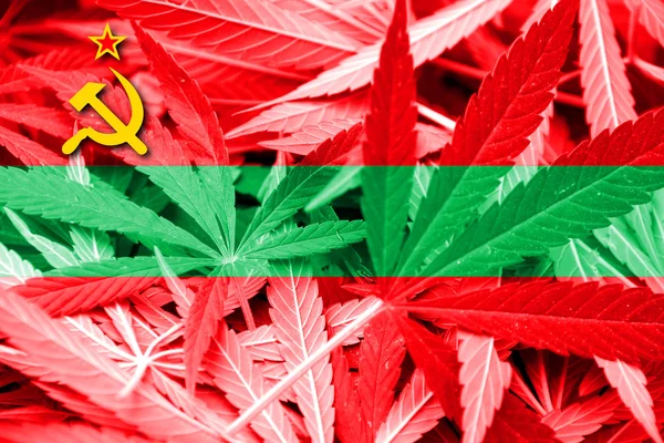 Bandeira da Transnístria, sobre fundo de cannabis — Fotografia de Stock