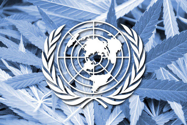 Flag of United Nations, on cannabis background