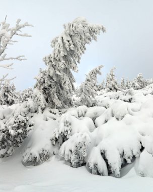 Sniezka 'ya turist yolu (Çek Cumhuriyeti ile Polonya arasındaki sınır). Kış manzarası. Dev Dağlar, Polonya, Avrupa.