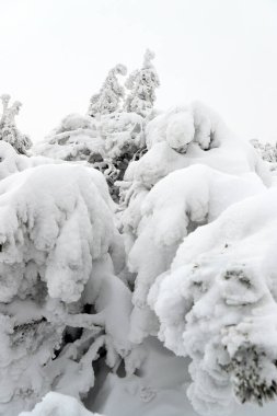 Sniezka 'ya turist yolu (Çek Cumhuriyeti ile Polonya arasındaki sınır). Kış manzarası. Dev Dağlar, Polonya, Avrupa.