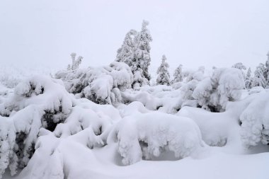 Sniezka 'ya turist yolu (Çek Cumhuriyeti ile Polonya arasındaki sınır). Kış manzarası. Dev Dağlar, Polonya, Avrupa.