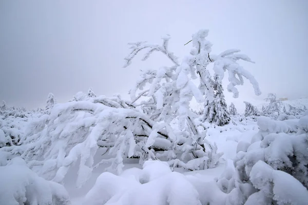 Tourist trail to Sniezka (mountain on the border between the Czech Republic and Poland). Winter landscape. Giant Mountains, Poland, Europe.