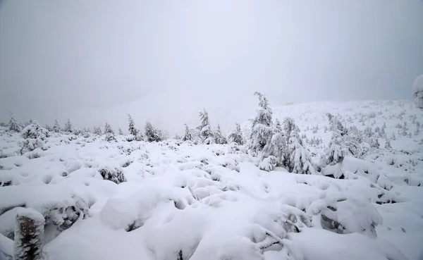 Tourist trail to Sniezka (mountain on the border between the Czech Republic and Poland). Winter landscape. Giant Mountains, Poland, Europe.