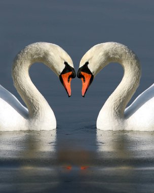 WROClaw, POLAND - 22 Şubat 2021: bir kalp oluşturan iki kuğu. Milicz Göletleri (Lehçe: Stawy Milickie). Barycz Vadisi Peyzaj Parkı, Polonya, Avrupa 'daki Doğa Rezervi.