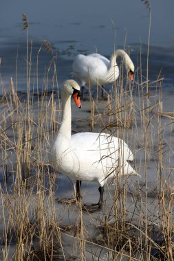 WROClaw, POLAND - 22 Şubat 2021: donmuş bir göldeki sessiz kuğu. Milicz Göletleri (Lehçe: Stawy Milickie). Barycz Vadisi Peyzaj Parkı, Polonya, Avrupa 'daki Doğa Rezervi.