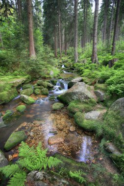 Swieradowka (Almanca: Steinbach), Polonya 'nın güneybatısında, İzera Dağları' nda Aşağı Silezya eyaletinde bir dağ deresi..