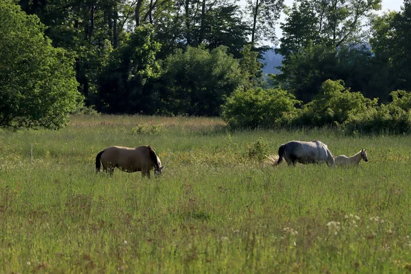 Horses Meadow Karkonosze Mountains Jelenia Gora Poland Europe — Stock Photo, Image