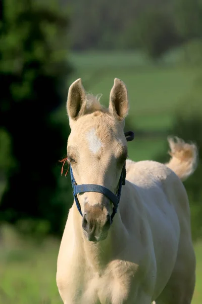 Paarden Een Weiland Het Karkonosze Gebergte Nabij Jelenia Gora Polen — Stockfoto