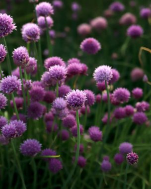 Sleza Peyzaj Parkı 'nda, Polonya' nın güneybatısındaki Sleza Dağı 'nın eteğinde çiçek açan mor bir soğan tarlası..