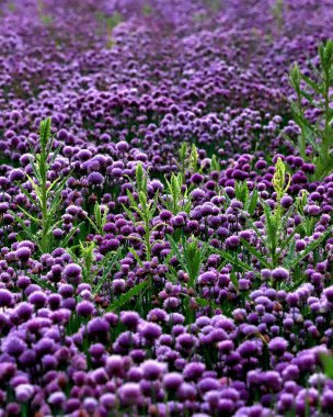 Sleza Peyzaj Parkı 'nda, Polonya' nın güneybatısındaki Sleza Dağı 'nın eteğinde çiçek açan mor bir soğan tarlası..