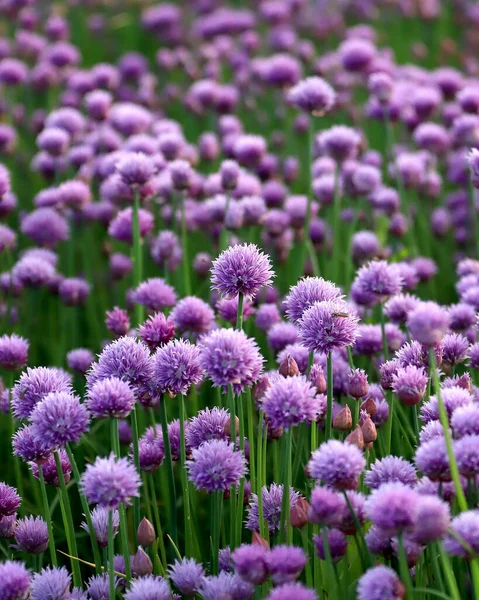 ポーランド南西部 ヨーロッパのスリーザ山の麓にあるスリーザ ランドスケープ パークにある紫色の花のアーカイブ — ストック写真