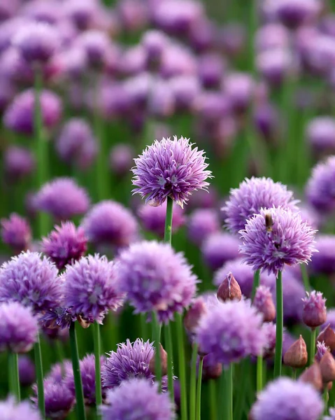 Purple Field Blooming Chives Sleza Landscape Park Foot Sleza Mountain — Stock Photo, Image