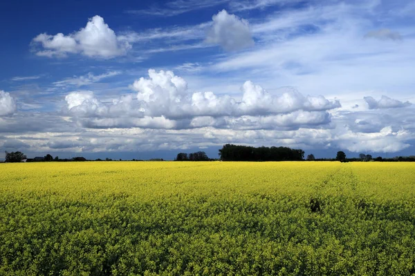 Campo Colza Florescente Dia Ensolarado Início Maio Perto Wroclaw Polônia — Fotografia de Stock