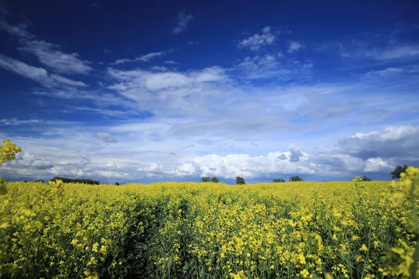 Blühendes Rapsfeld Einem Sonnigen Tag Anfang Mai Der Nähe Von — Stockfoto