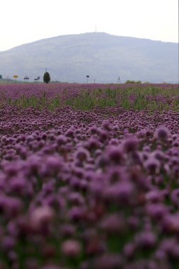 Sleza Peyzaj Parkı 'nda, Polonya' nın güneybatısındaki Sleza Dağı 'nın eteğinde çiçek açan mor bir soğan tarlası..
