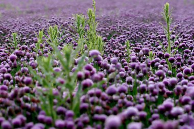 Sleza Peyzaj Parkı 'nda, Polonya' nın güneybatısındaki Sleza Dağı 'nın eteğinde çiçek açan mor bir soğan tarlası..