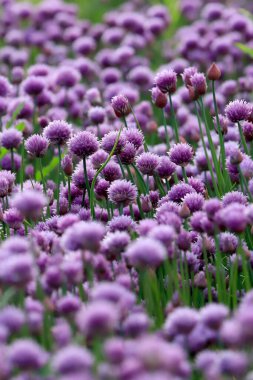 Sleza Peyzaj Parkı 'nda, Polonya' nın güneybatısındaki Sleza Dağı 'nın eteğinde çiçek açan mor bir soğan tarlası..