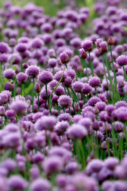Sleza Peyzaj Parkı 'nda, Polonya' nın güneybatısındaki Sleza Dağı 'nın eteğinde çiçek açan mor bir soğan tarlası..