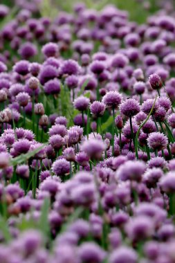 Sleza Peyzaj Parkı 'nda, Polonya' nın güneybatısındaki Sleza Dağı 'nın eteğinde çiçek açan mor bir soğan tarlası..