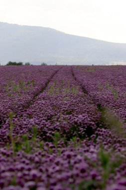 Sleza Peyzaj Parkı 'nda, Polonya' nın güneybatısındaki Sleza Dağı 'nın eteğinde çiçek açan mor bir soğan tarlası..